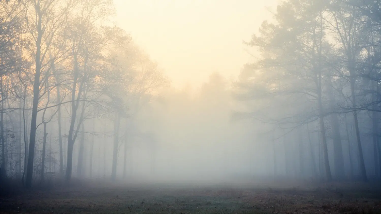 Soft morning mist